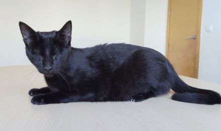 Blind, aber ganz bezaubernd: Carlo, Camala und Cedrik