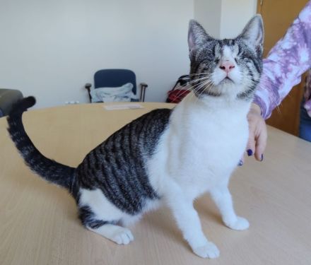 Blind, aber ganz bezaubernd: Carlo, Camala und Cedrik