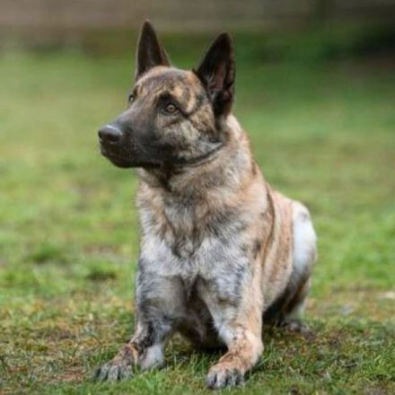 Misha in 06895 Wittenberg sucht sein Für-immer-Zuhause