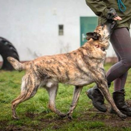 Misha in 06895 Wittenberg sucht sein Für-immer-Zuhause