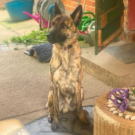 Misha in 06895 Wittenberg sucht sein Für-immer-Zuhause