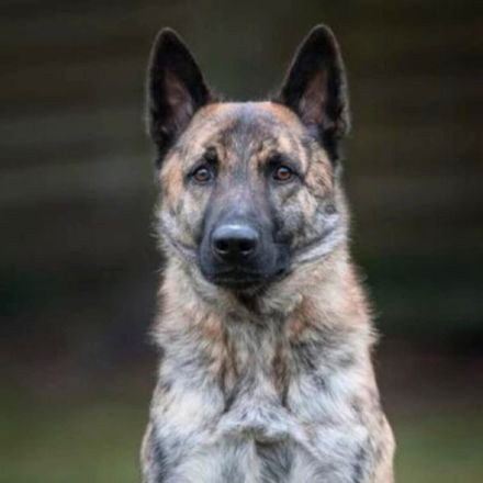 Misha in 06895 Wittenberg sucht sein Für-immer-Zuhause