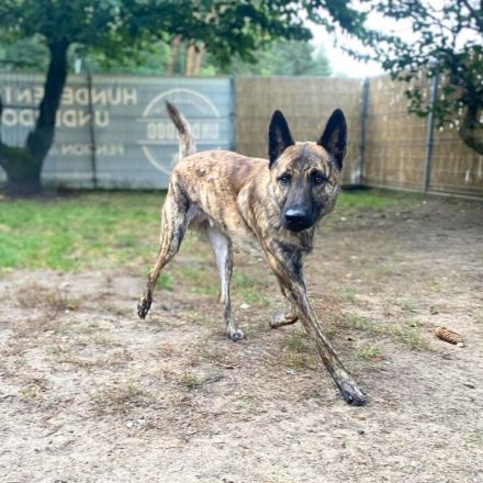 Misha in 06895 Wittenberg sucht sein Für-immer-Zuhause