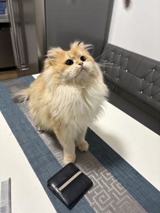 Deckkater mit Stammbaum