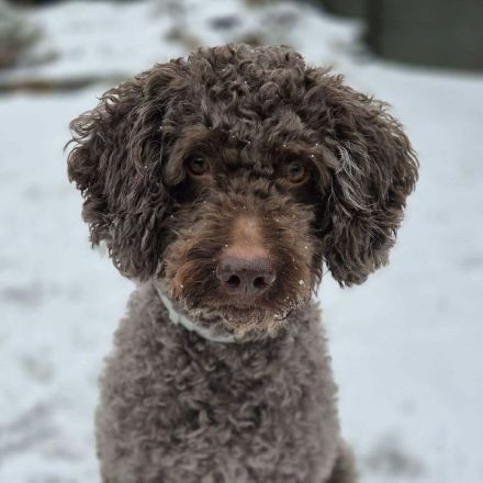 Cailou in 18258 Schwaan sucht sein Für-immer-Zuhause