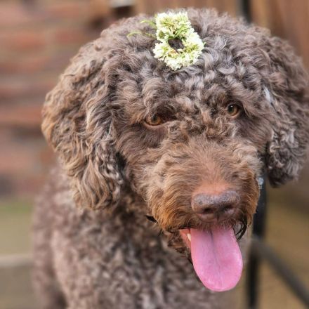 Cailou in 18258 Schwaan sucht sein Für-immer-Zuhause