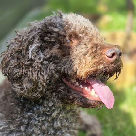 Cailou in 18258 Schwaan sucht sein Für-immer-Zuhause