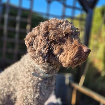 Cailou in 18258 Schwaan sucht sein Für-immer-Zuhause