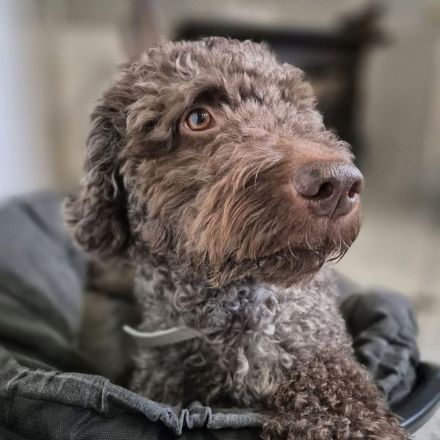 Cailou in 18258 Schwaan sucht sein Für-immer-Zuhause