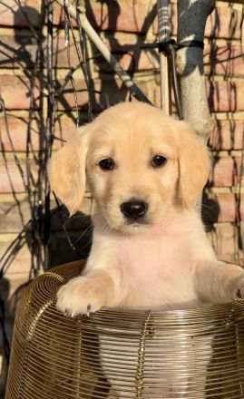 Zuckersüße Golden Retriever Welpen