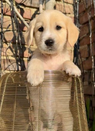 Zuckersüße Golden Retriever Welpen