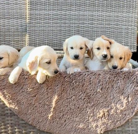 Zuckersüße Golden Retriever Welpen