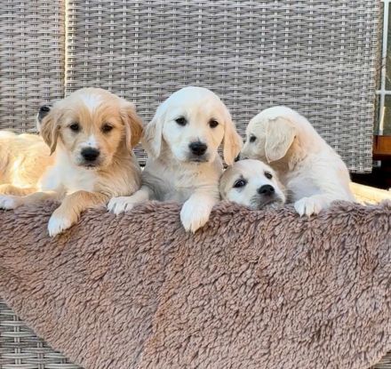 Zuckersüße Golden Retriever Welpen