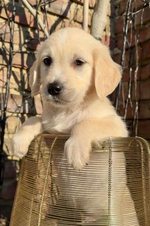 Zuckersüße Golden Retriever Welpen