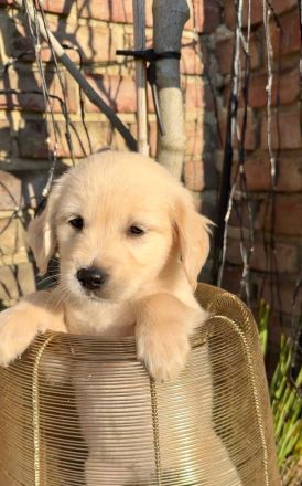 Zuckersüße Golden Retriever Welpen