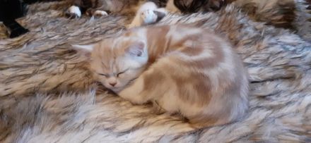 Lady Kiara möchte die Welt erobern