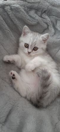 Zauberhafte Kätzchen möchten die Welt erobern