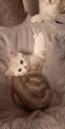 Zauberhafte Kätzchen möchten die Welt erobern