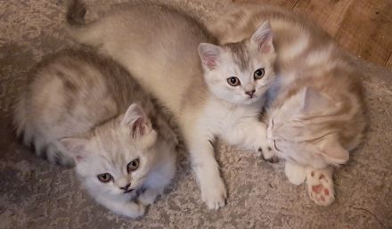 Zauberhafte Kätzchen möchten die Welt erobern