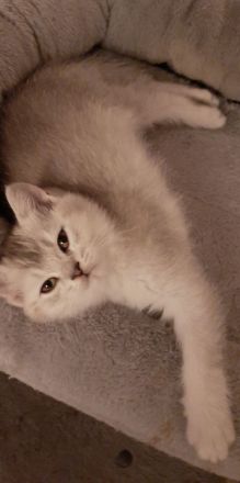 Zauberhafte Kätzchen möchten die Welt erobern