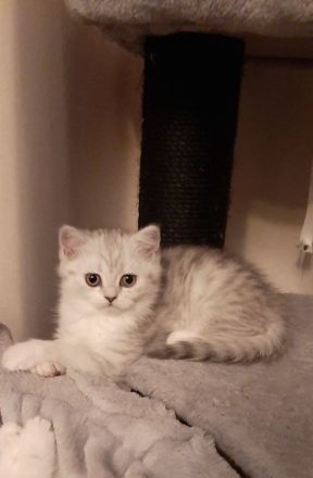 Zauberhafte Kätzchen möchten die Welt erobern