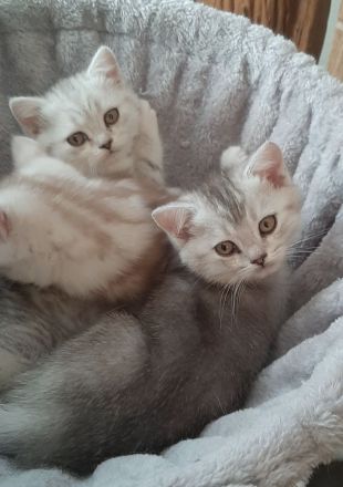 Zauberhafte Kätzchen möchten die Welt erobern