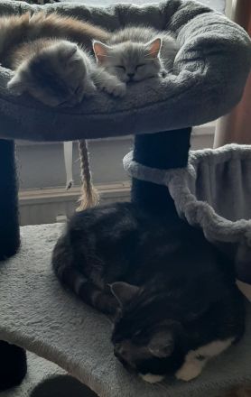 Zauberhafte Kätzchen möchten die Welt erobern