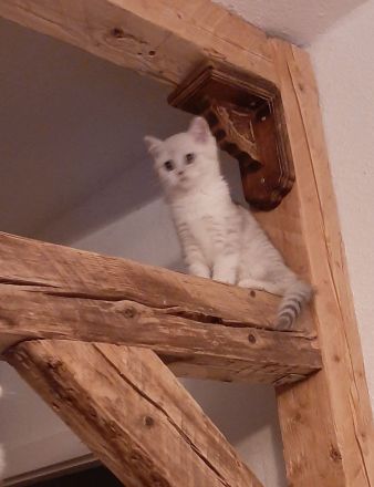 Lady Kiara möchte die Welt erobern