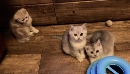 Zauberhafte Kätzchen möchten die Welt erobern