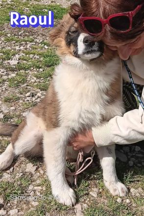 Foxy und Raoul 11/25 - bezaubernde Wuschelchen suchen Familien