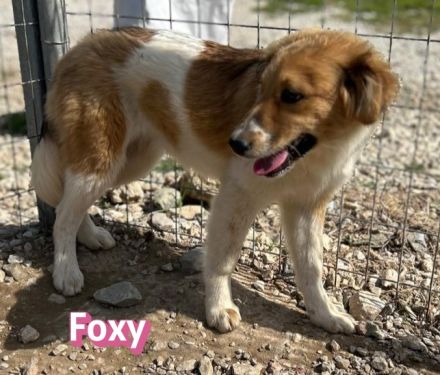 Foxy und Raoul 11/25 - bezaubernde Wuschelchen suchen Familien