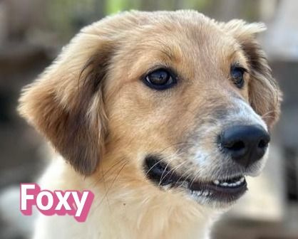 Blue, Foxy, Morgana, Peggy, Ramon, Raoul und Spoty 11/25 - bezaubernde Wuschelchen suchen Familien