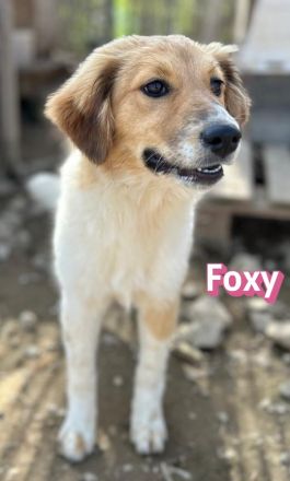 Foxy und Raoul 11/25 - bezaubernde Wuschelchen suchen Familien