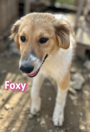 Foxy und Raoul 11/25 - bezaubernde Wuschelchen suchen Familien