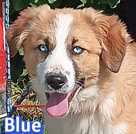 Blue, Foxy, Morgana, Peggy, Ramon, Raoul und Spoty 11/25 - bezaubernde Wuschelchen suchen Familien