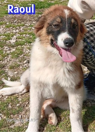 Foxy und Raoul 11/25 - bezaubernde Wuschelchen suchen Familien