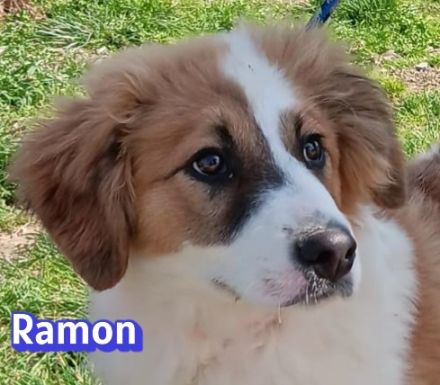 Blue, Foxy, Morgana, Peggy, Ramon, Raoul und Spoty 11/25 - bezaubernde Wuschelchen suchen Familien