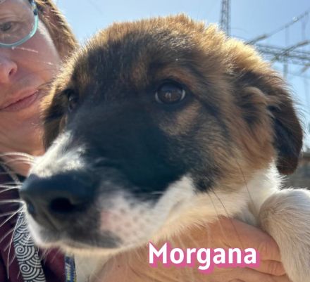 Blue, Foxy, Morgana, Peggy, Ramon, Raoul und Spoty 11/25 - bezaubernde Wuschelchen suchen Familien