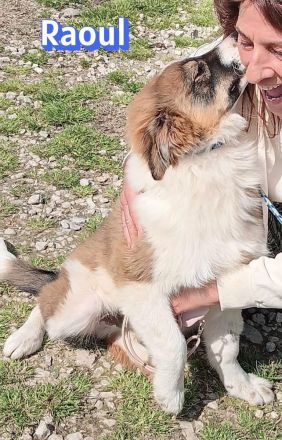 Foxy und Raoul 11/25 - bezaubernde Wuschelchen suchen Familien