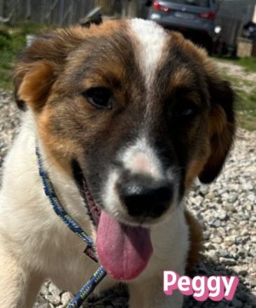 Blue, Foxy, Morgana, Peggy, Ramon, Raoul und Spoty 11/25 - bezaubernde Wuschelchen suchen Familien