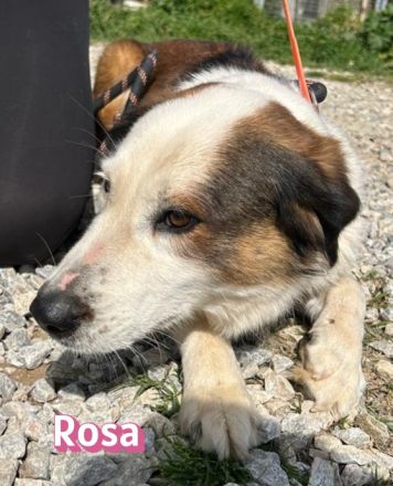 Rosa, 12/23 - tolle Mama sucht ein Zuhause