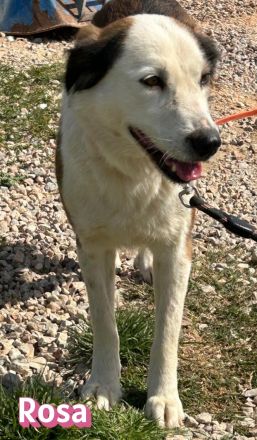 Rosa, 12/23 - tolle Mama sucht ein Zuhause