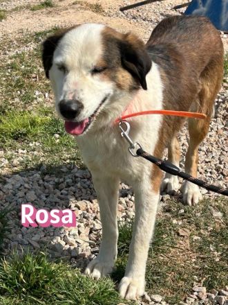 Rosa, 12/23 - tolle Mama sucht ein Zuhause