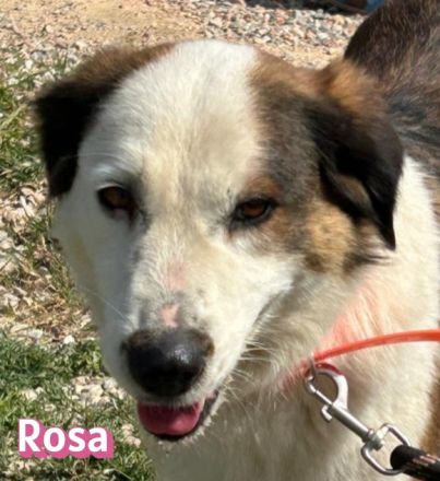 Rosa, 12/23 - tolle Mama sucht ein Zuhause