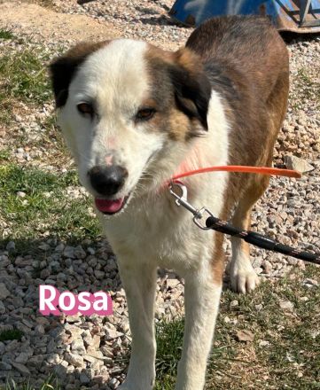 Rosa, 12/23 - tolle Mama sucht ein Zuhause