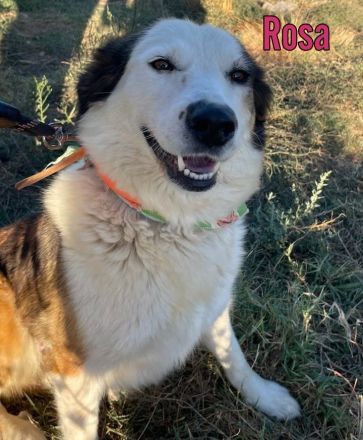 Rosa, 12/23 - tolle Mama sucht ein Zuhause