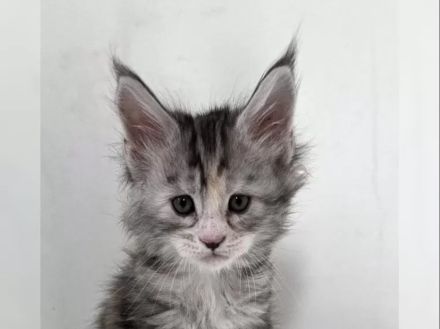 Reinrassige Maine-Coon-Kätzchen