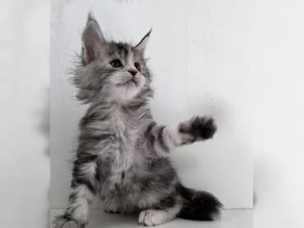 Reinrassige Maine-Coon-Kätzchen