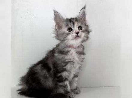 Reinrassige Maine-Coon-Kätzchen