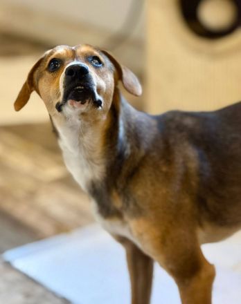 Nell, 2,5 Jahre, blind, freundlich und Menschenbezogen, sucht einen Gnadenplatz